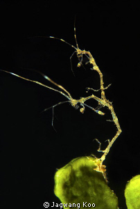 skeleton Shrimp by Jagwang Koo 